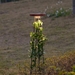 Ландшафтный светильник Odeon Light Liana Nature 7108/15GL